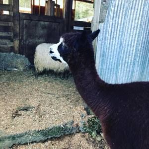 Meet your Posher, Savannah